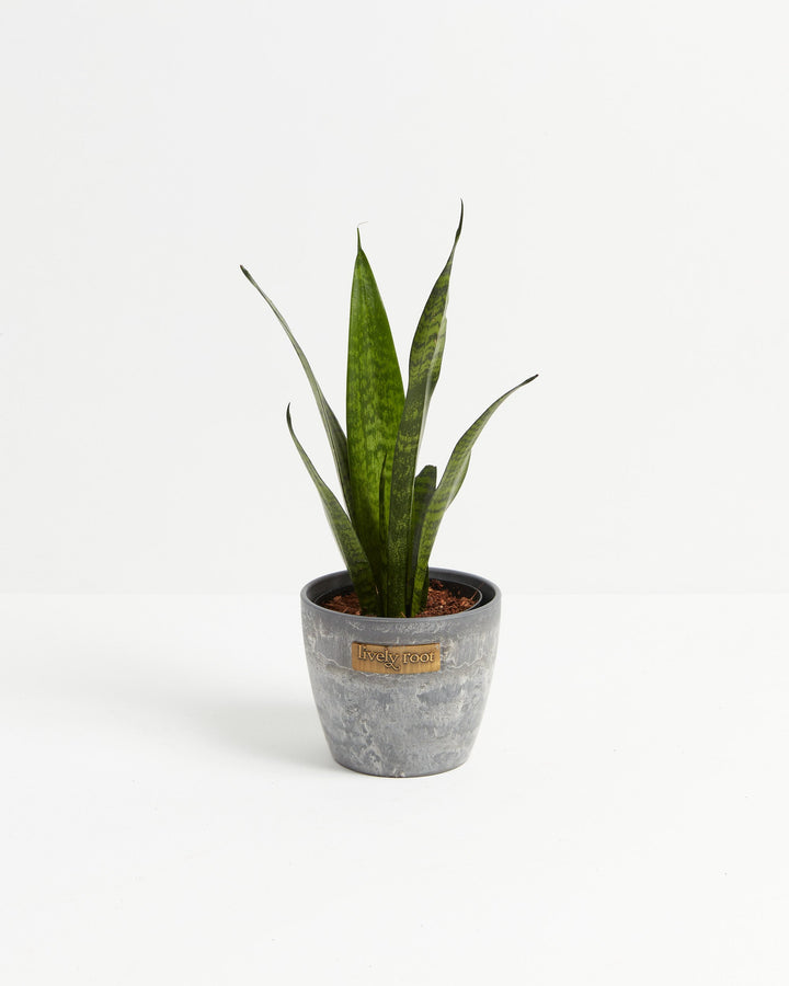 Sansevieria Laurentii Snake Plant featuring young, upright, sword-shaped leaves with subtle dark green horizontal mottling, housed in a textured, tapered gray stone-look pot adorned with a small gold brand plaque, centered against a clean white background.