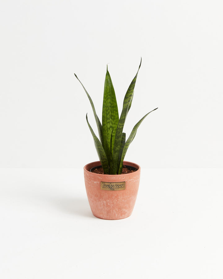 Sansevieria Zeylanica Snake Plant