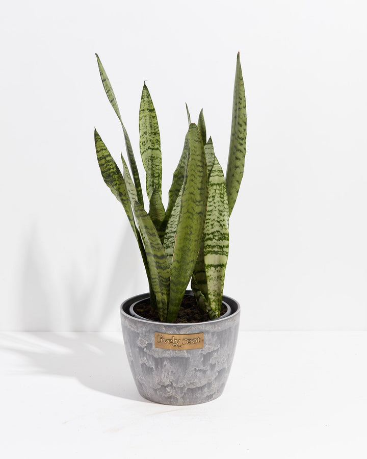 Sansevieria Zeylanica Snake Plant