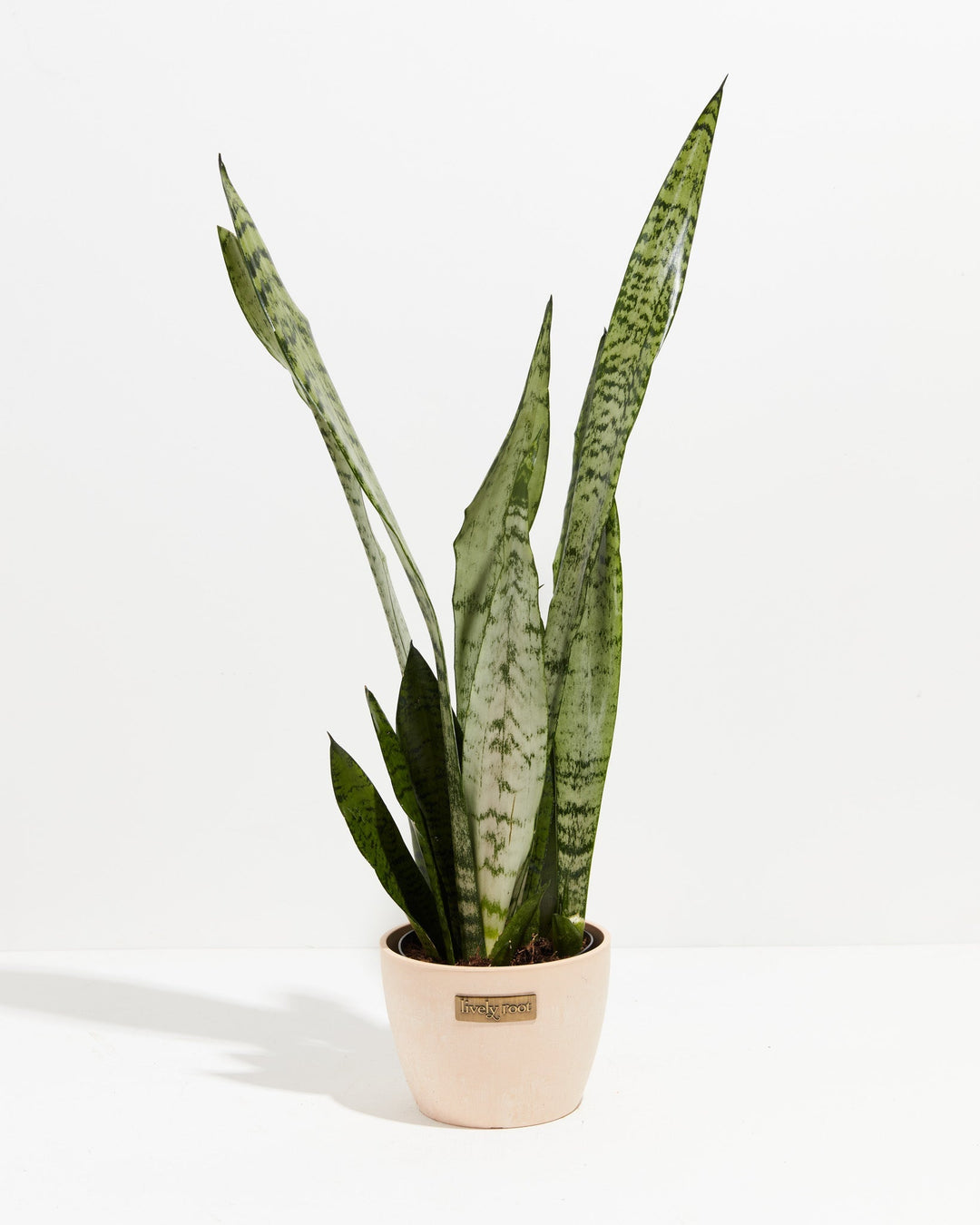 Sansevieria Zeylanica Snake Plant