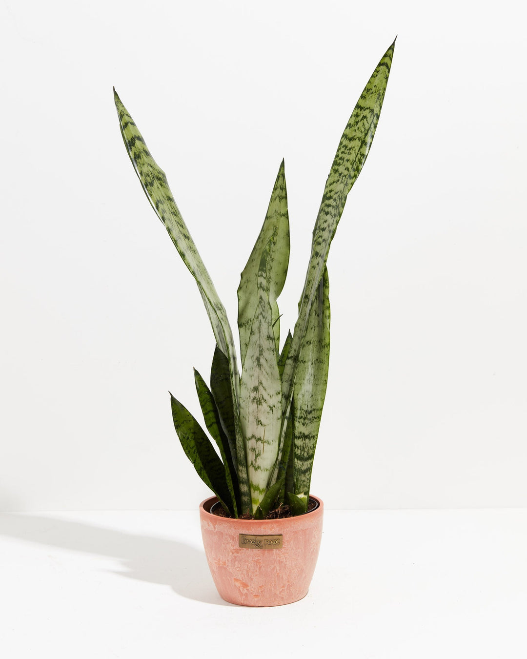 Sansevieria Zeylanica Snake Plant