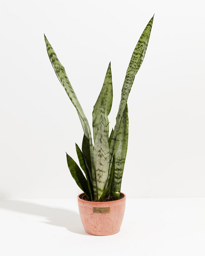 Sansevieria Zeylanica Snake Plant