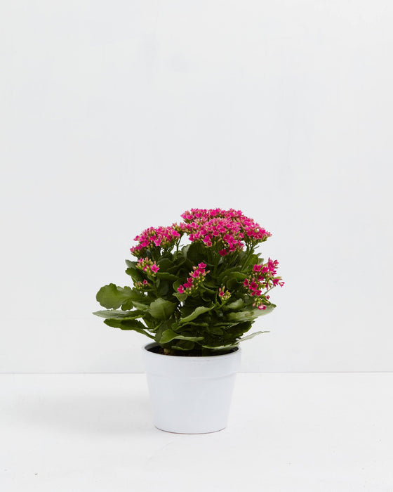 Calandiva plant with showy magenta-pink clustered flowers in clean white ceramic pot, combining long-blooming succulents with modern minimalist home décor aesthetics.