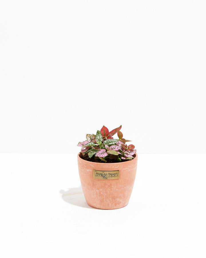 Tricolor Hypoestes