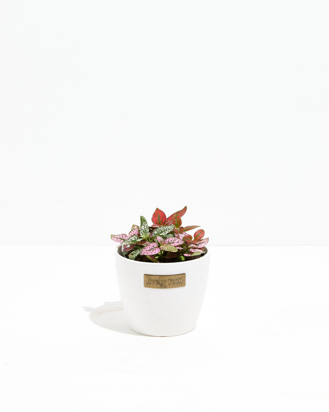Tricolor Hypoestes