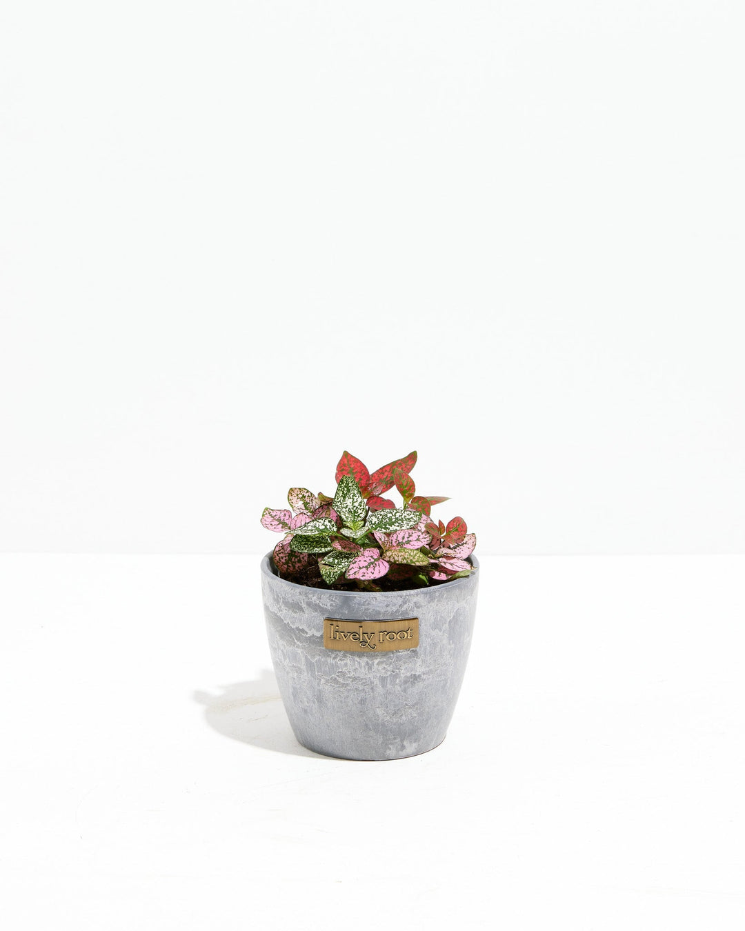 Tricolor Hypoestes