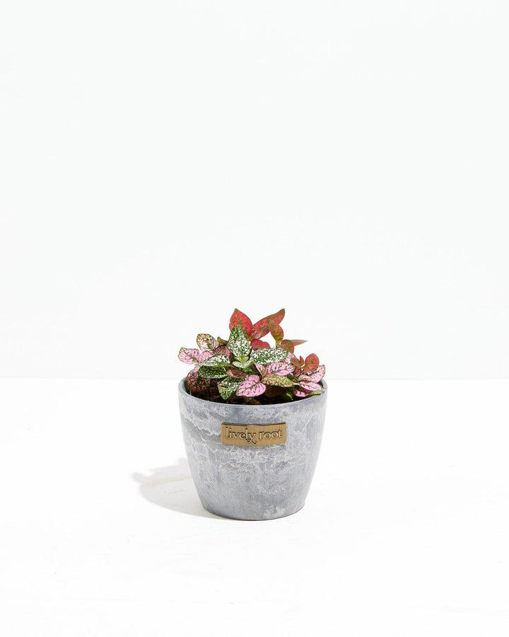 Tricolor Hypoestes