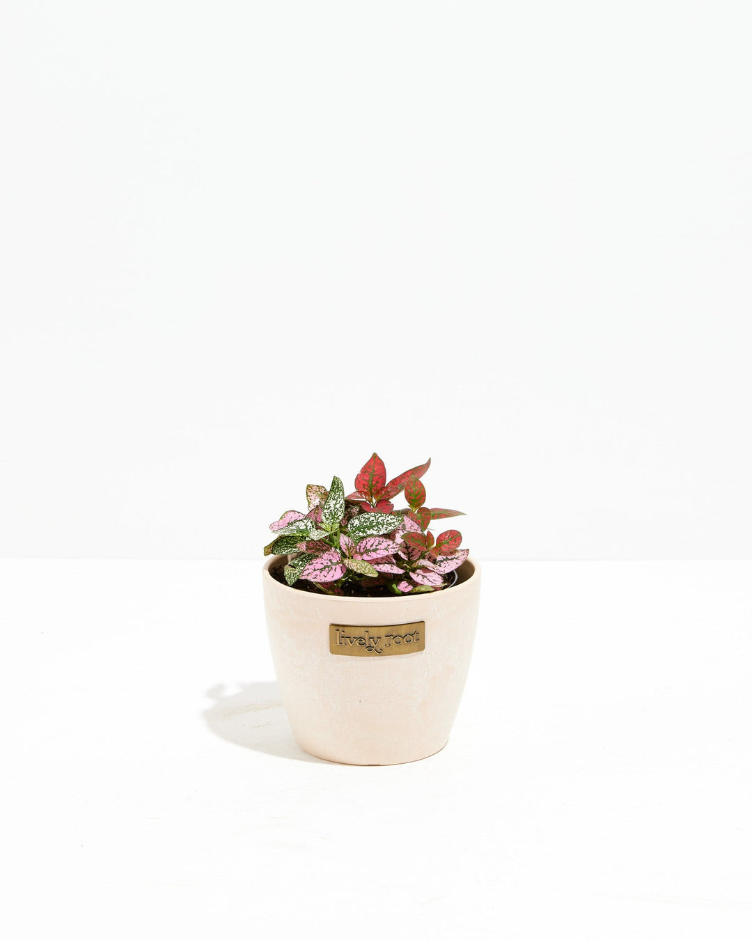 Tricolor Hypoestes