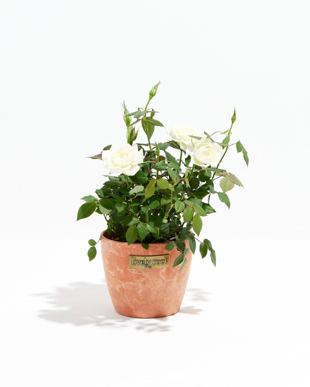 Snow White Miniature Rose in Lively Root terracotta textured pot with white blooms – live flowering mini rose plant gift for Mother's Day or anniversaries