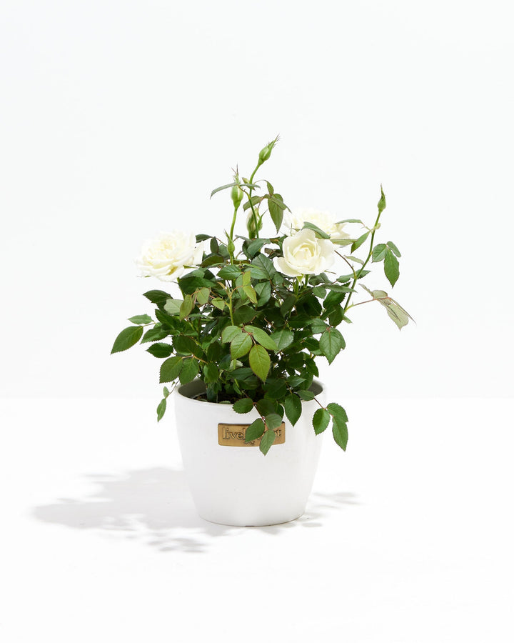 Snow White Miniature Rose in Lively Root white ceramic pot with blooms and buds – elegant flowering rose plant delivered in decorative planter