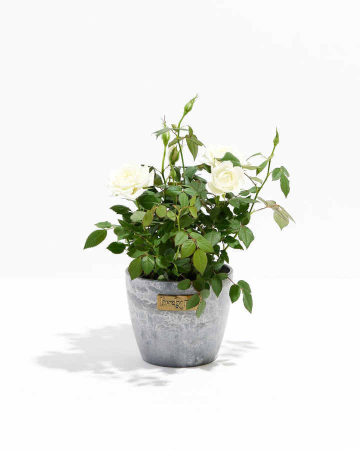 Snow White Miniature Rose in Lively Root grey stone-texture pot with cream blooms – modern flowering indoor rose plant for contemporary home decor