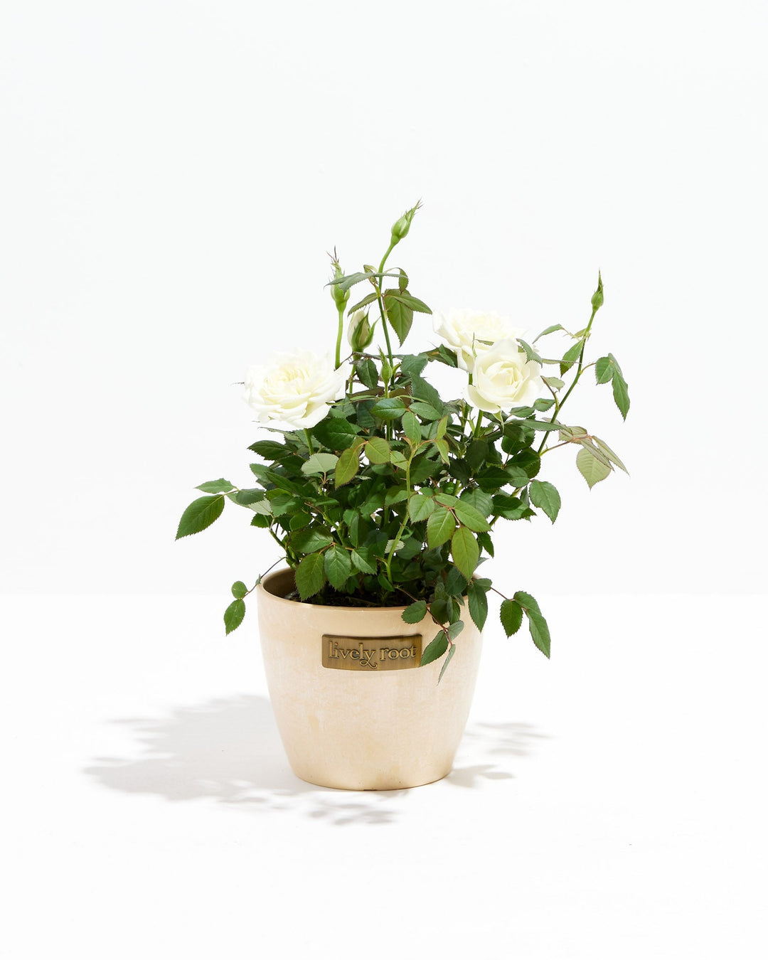 Snow White Miniature Rose in Lively Root blush pink pot with cream white blooms – live potted mini rose plant shipped in decorative planter