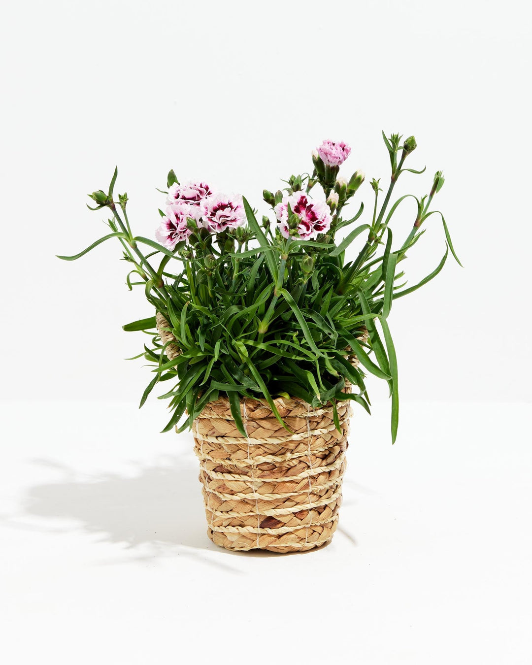 Lilac Carnation