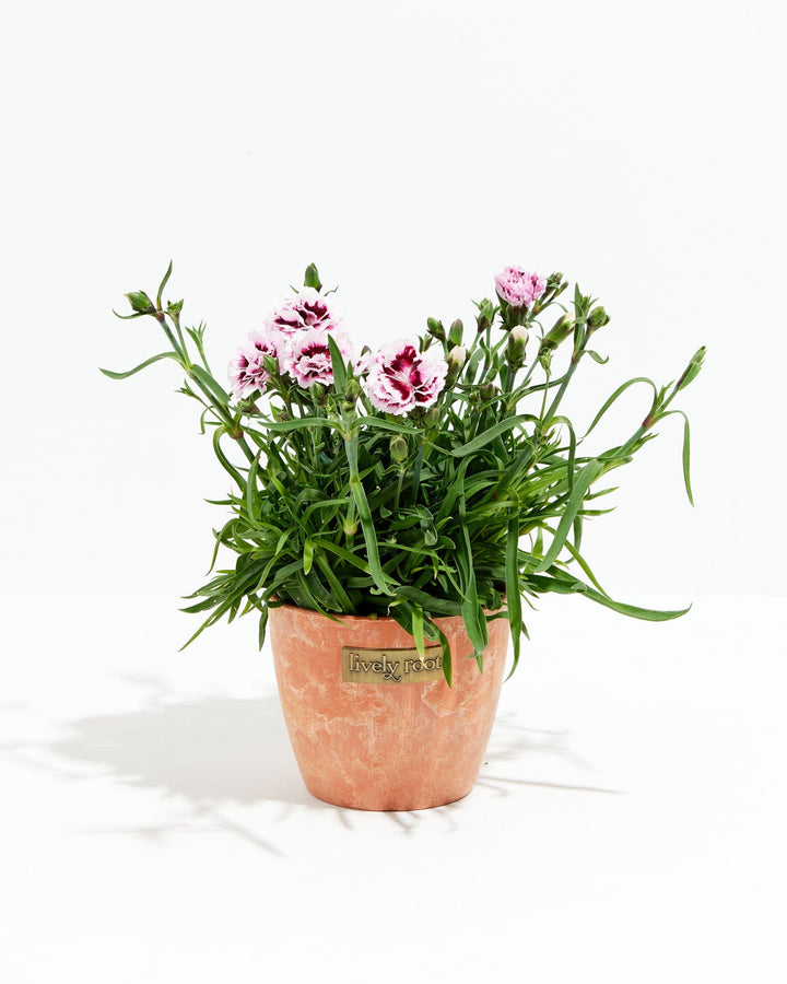 Lilac Carnation