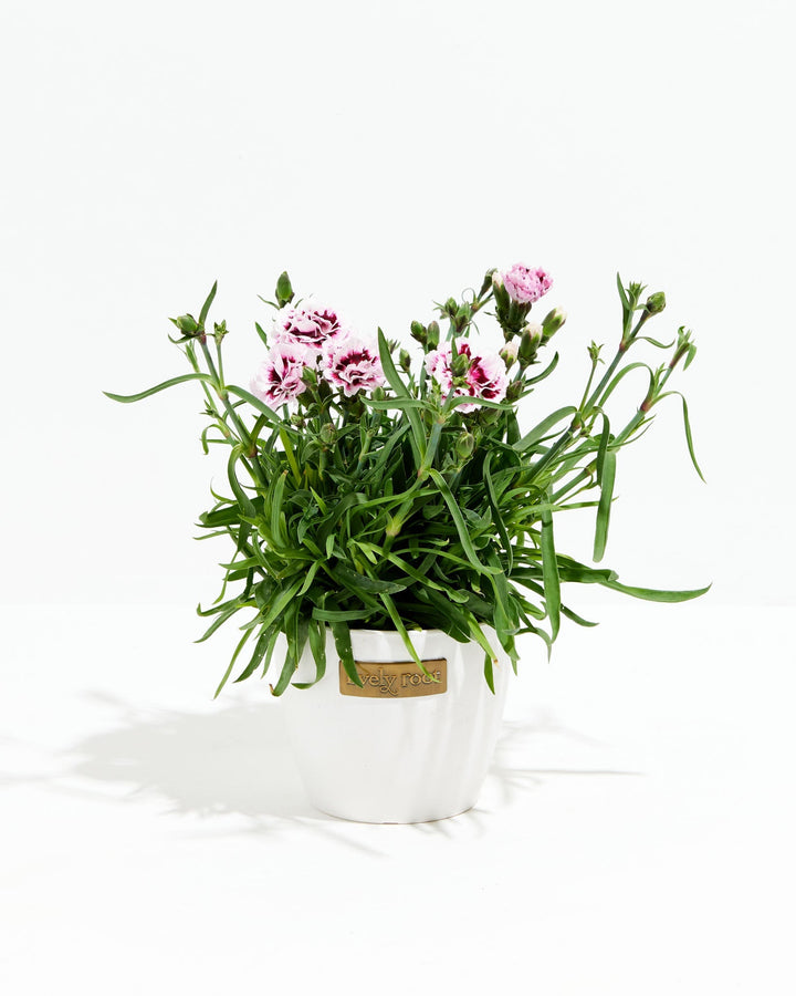 Lilac Carnation