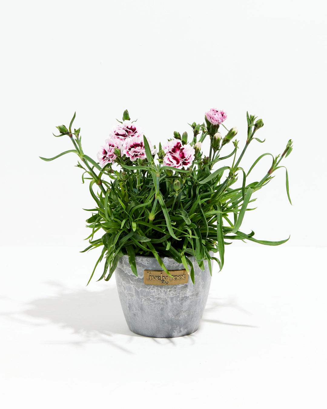 Lilac Carnation