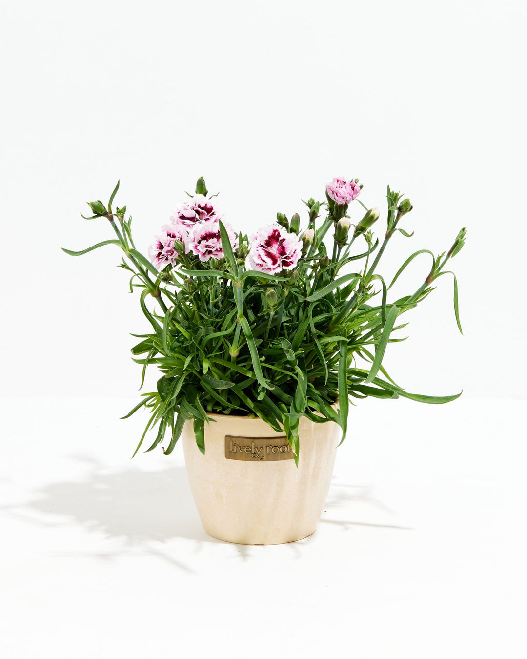 Lilac Carnation