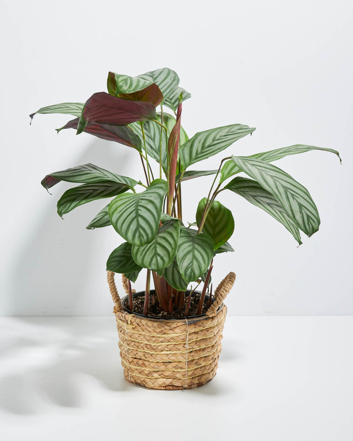 Ctenanthe Setosa Grey Star