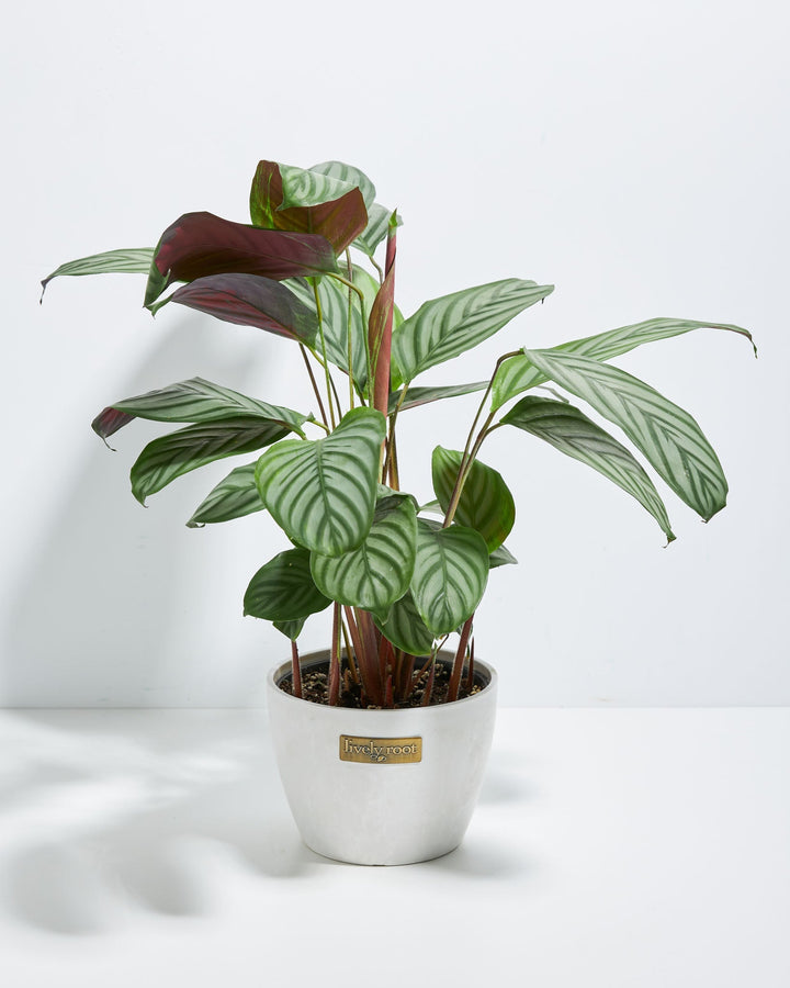 Ctenanthe Setosa Grey Star