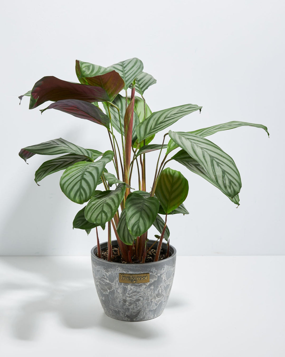 Ctenanthe Setosa Grey Star