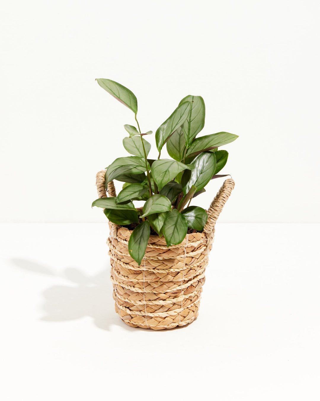 Ctenanthe Setosa Grey Star