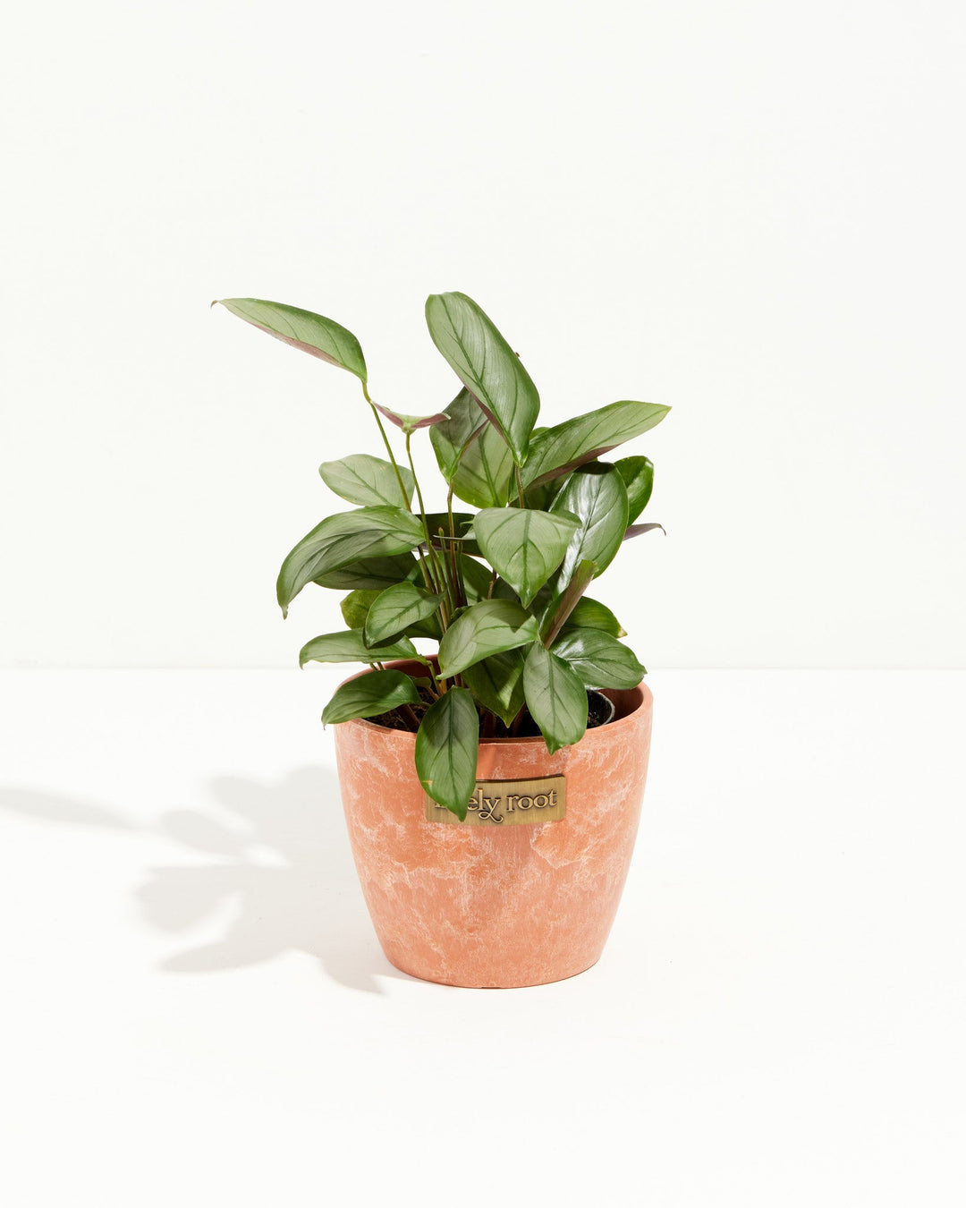 Ctenanthe Setosa Grey Star