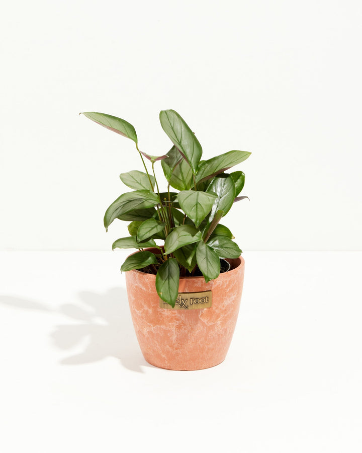 Ctenanthe Setosa Grey Star