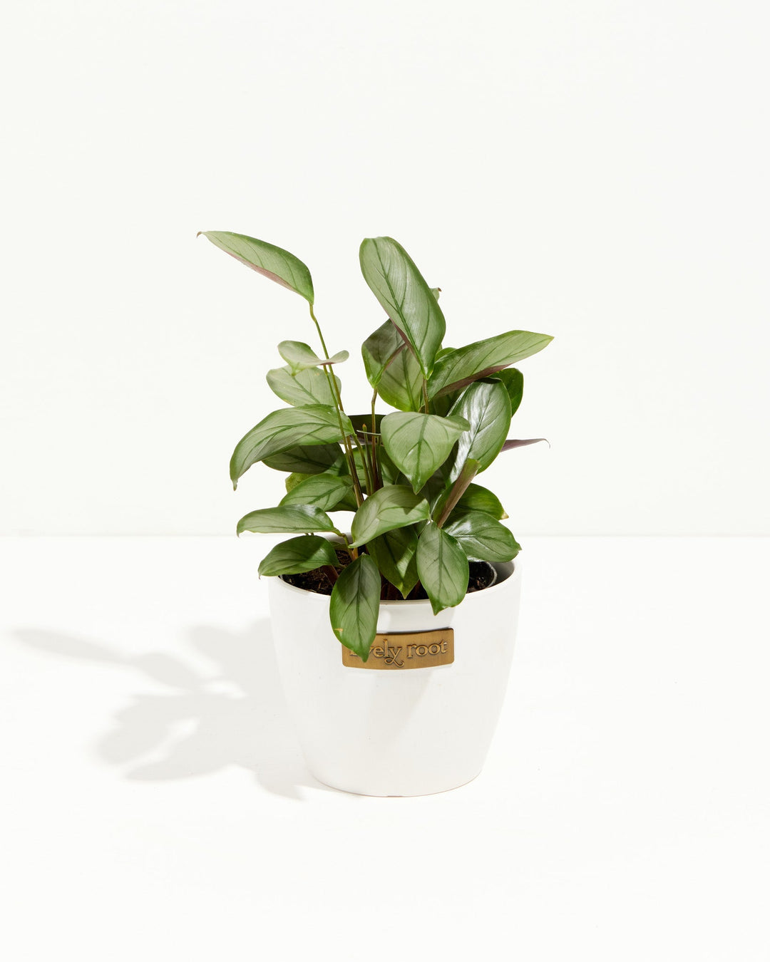 Ctenanthe Setosa Grey Star