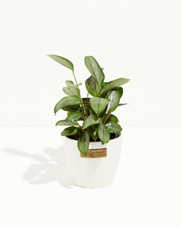 Ctenanthe Setosa Grey Star