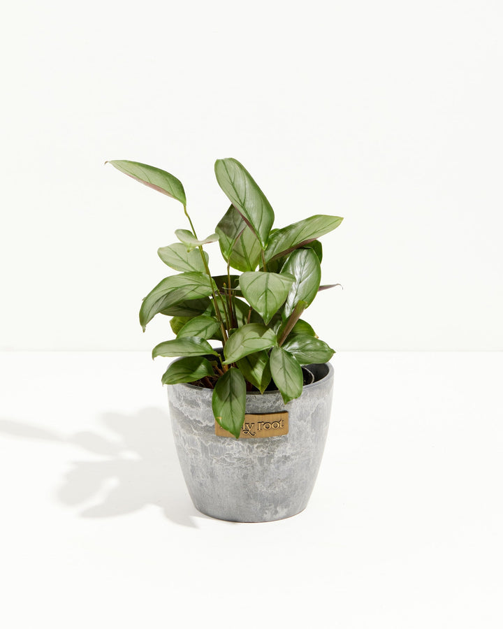 Ctenanthe Setosa Grey Star