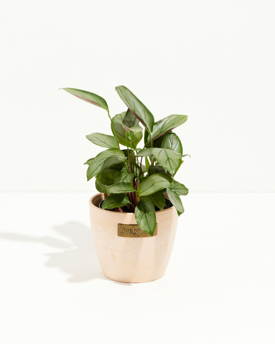 Ctenanthe Setosa Grey Star