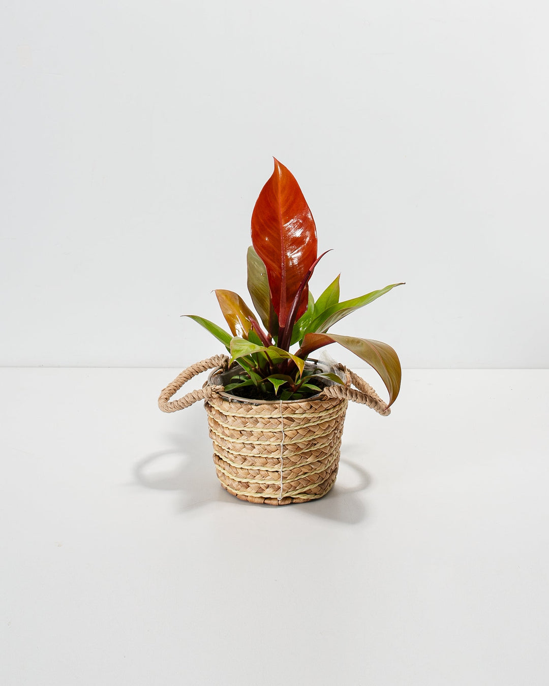 Small Philodendron Prince of Orange in a woven seagrass basket with handles showing a bright orange-red new leaf and mixed green and red foliage against a white background
