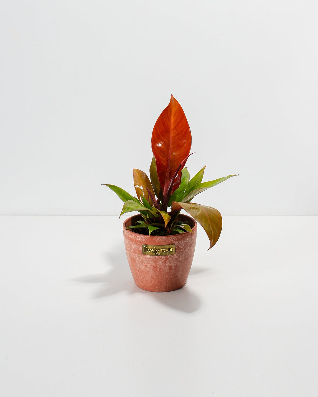 Small Philodendron Prince of Orange in a terracotta marbled Lively Root branded ceramic pot with a bright orange-red new leaf and green and red foliage against a white background