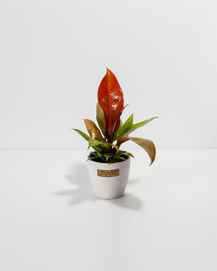 Small Philodendron Prince of Orange in a white Lively Root branded ceramic pot with a vibrant orange-red new leaf and green and burgundy foliage against a white background