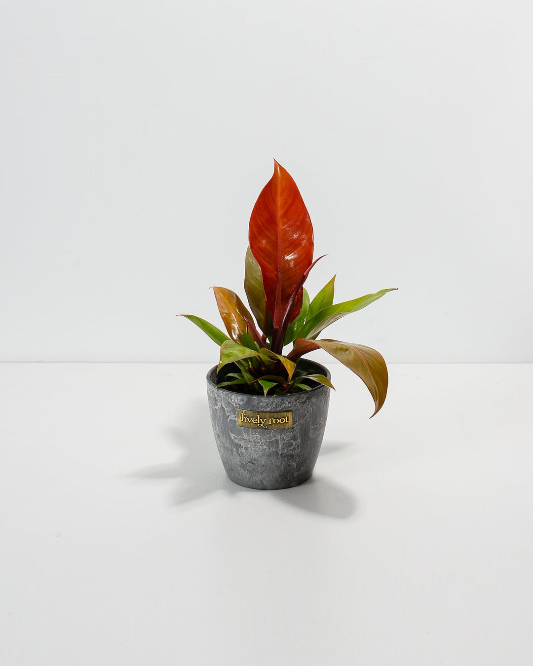 Small Philodendron Prince of Orange in a gray marbled Lively Root branded ceramic pot with a tall orange-red new leaf and green and orange spreading foliage against a white background