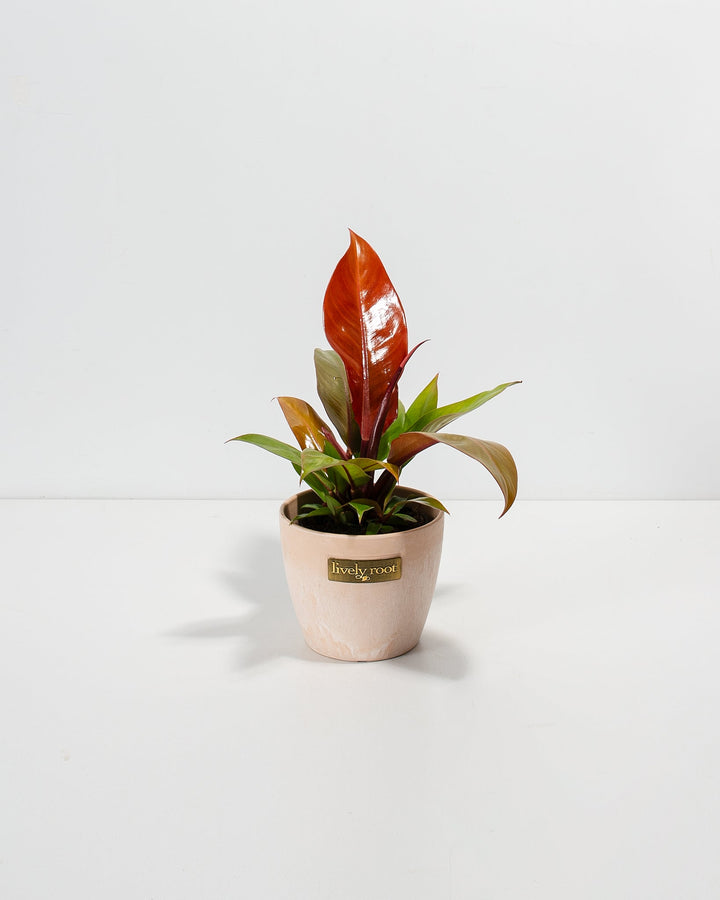Small Philodendron Prince of Orange in a blush pink marbled Lively Root branded ceramic pot with a vibrant orange-red new leaf and green and burgundy foliage against a white background