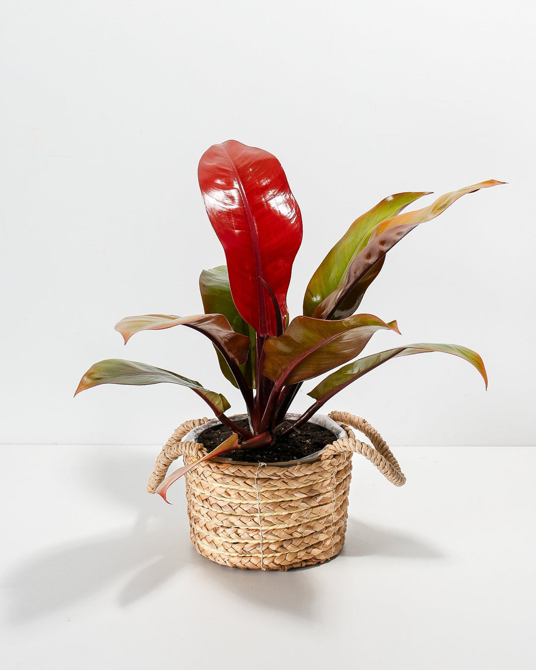 Philodendron Prince of Orange in a woven seagrass basket with handles showing vibrant red new growth and dark green mature leaves against a white background