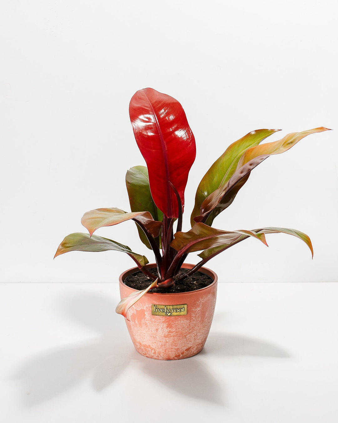 Philodendron Prince of Orange in a terracotta marbled Lively Root branded ceramic pot with vibrant red new leaf and green orange and red multicolored foliage against a white background