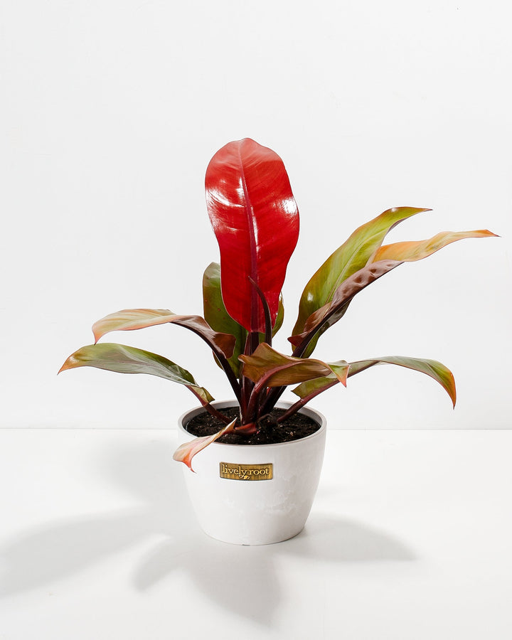 Philodendron Prince of Orange in a white Lively Root branded ceramic pot with a tall glossy red new leaf and spreading green orange and red mature foliage against a white background