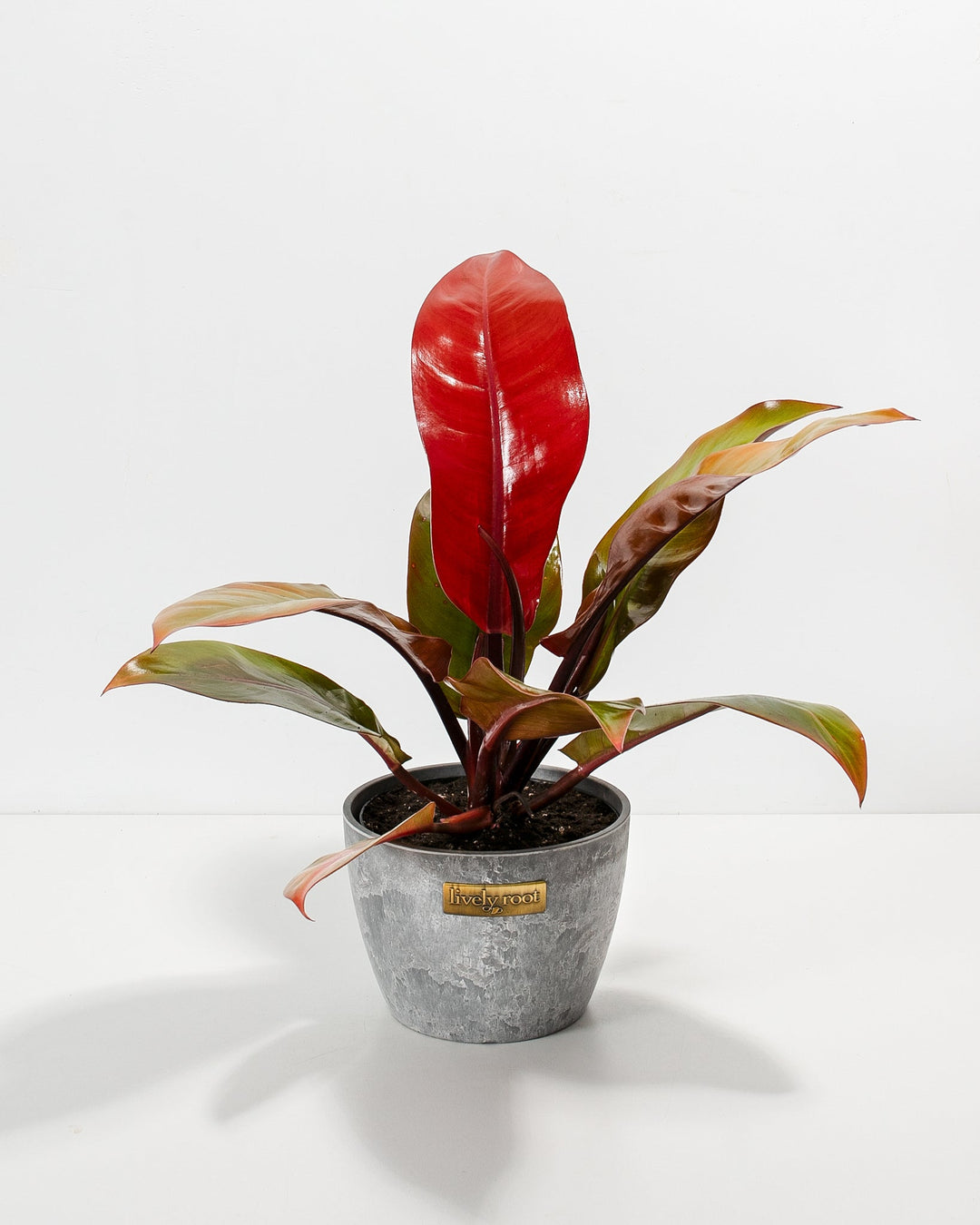 Philodendron Prince of Orange in a gray marbled Lively Root branded ceramic pot with glossy red new leaf and dark green and burgundy leaves against a white background