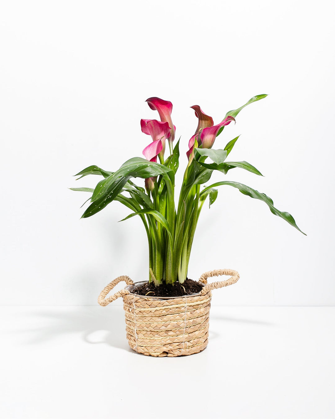 6-inch pink calla lilies in woven seagrass basket with rope handles showing lush pink trumpet flowers and vibrant green leaves; decorative tropical flowering plant for shelf and table displays.