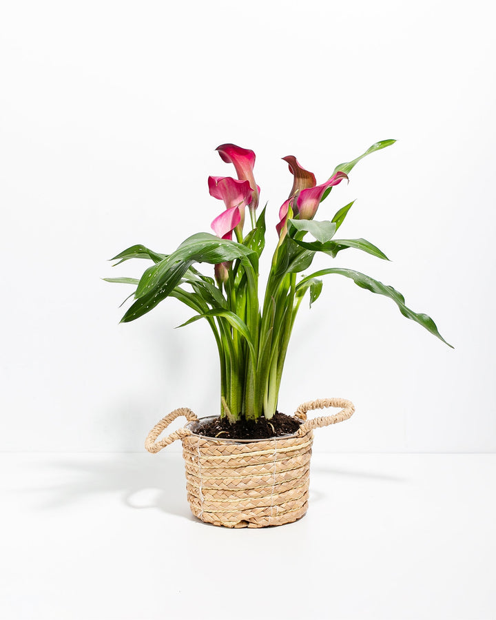 6-inch pink calla lilies in woven seagrass basket with rope handles showing lush pink trumpet flowers and vibrant green leaves; decorative tropical flowering plant for shelf and table displays.