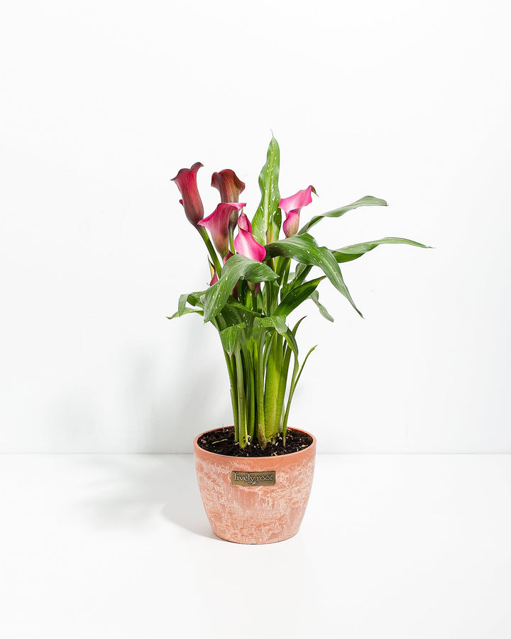 6-inch pink calla lilies in terracotta chai-colored ceramic pot displaying soft pink trumpet-shaped flowers and pointed green leaves; easy-care tropical flowering houseplant for indoor gardens.