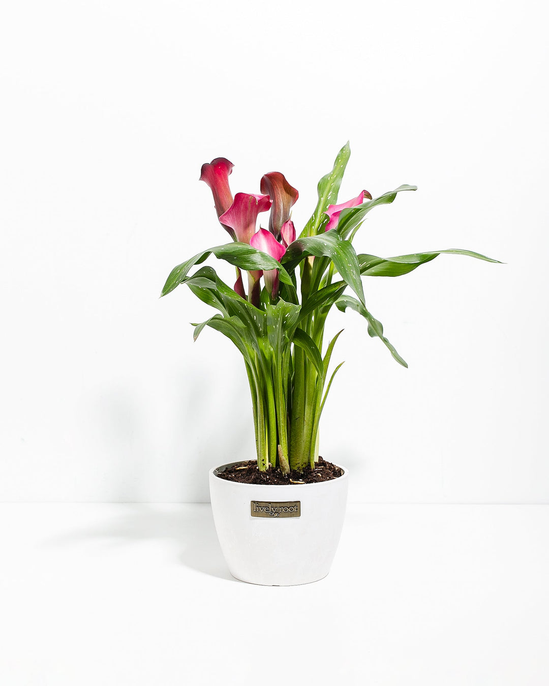6-inch pink calla lilies in white ceramic pot showing abundant pink trumpet flowers with vibrant green leaves; stunning blooming tropical houseplant perfect for living rooms and botanical displays.