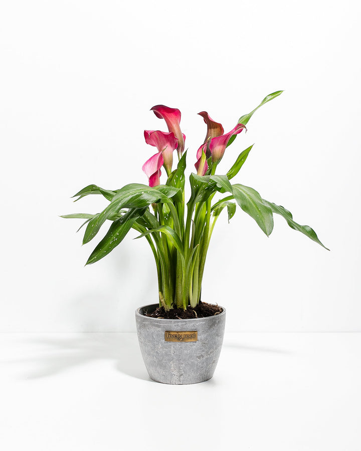 6-inch pink calla lilies in grey textured ceramic pot featuring delicate pink blooms with lush green upright foliage; long-blooming houseplant with decorative flowers ideal for modern home interiors.