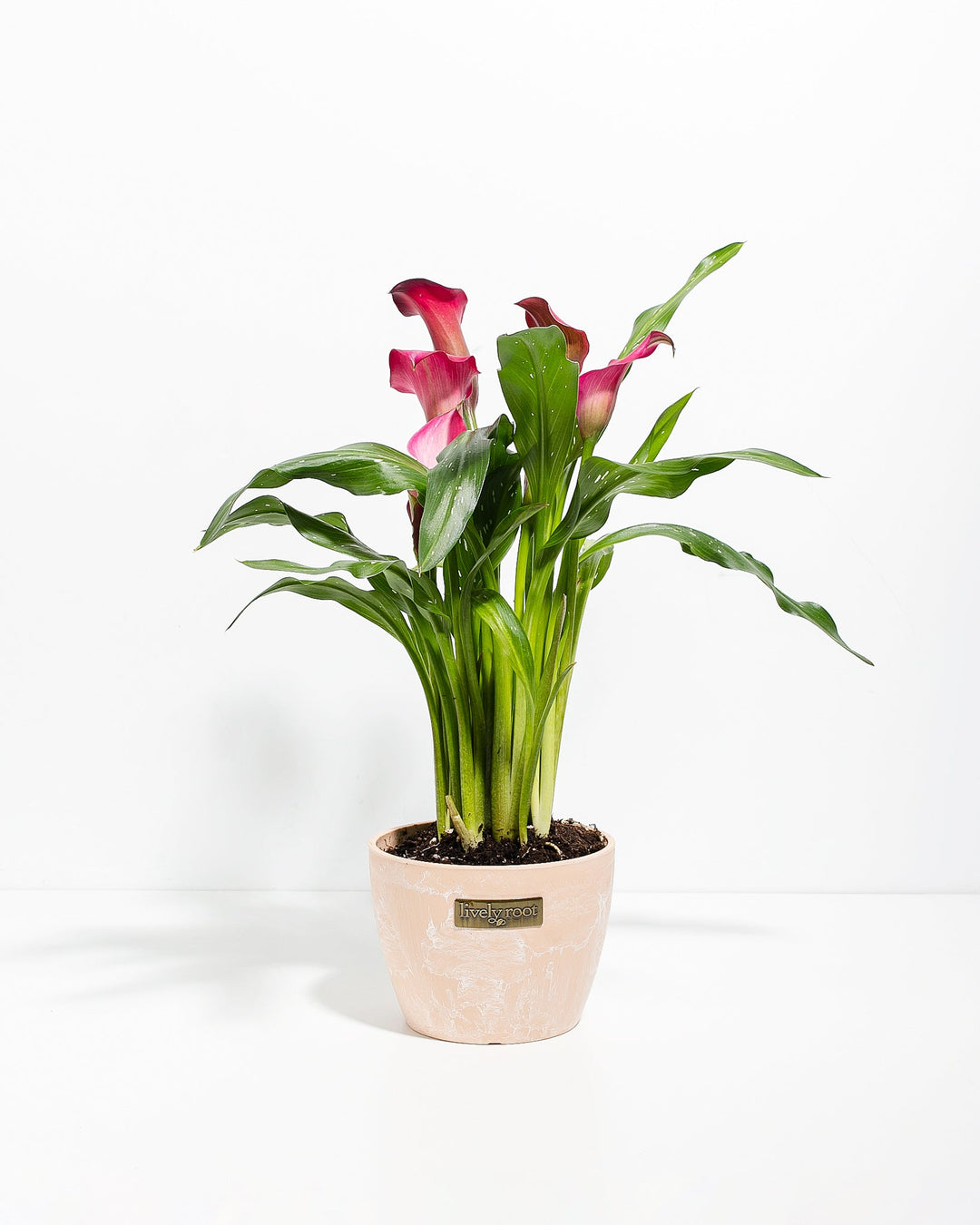6-inch pink calla lilies in cream macadamia ceramic pot with multiple pink and burgundy flowers and green foliage; blooming houseplant specimen with elegant curved flower petals and architectural leaf structure.