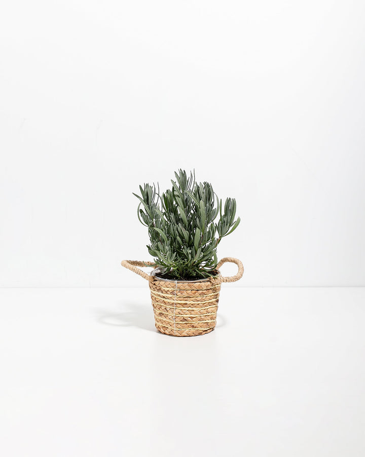 Provence French Lavender