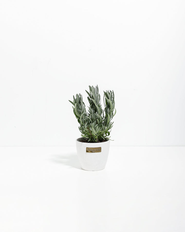 Provence French Lavender