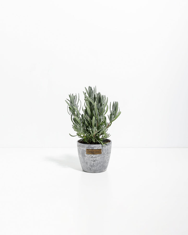 Provence French Lavender