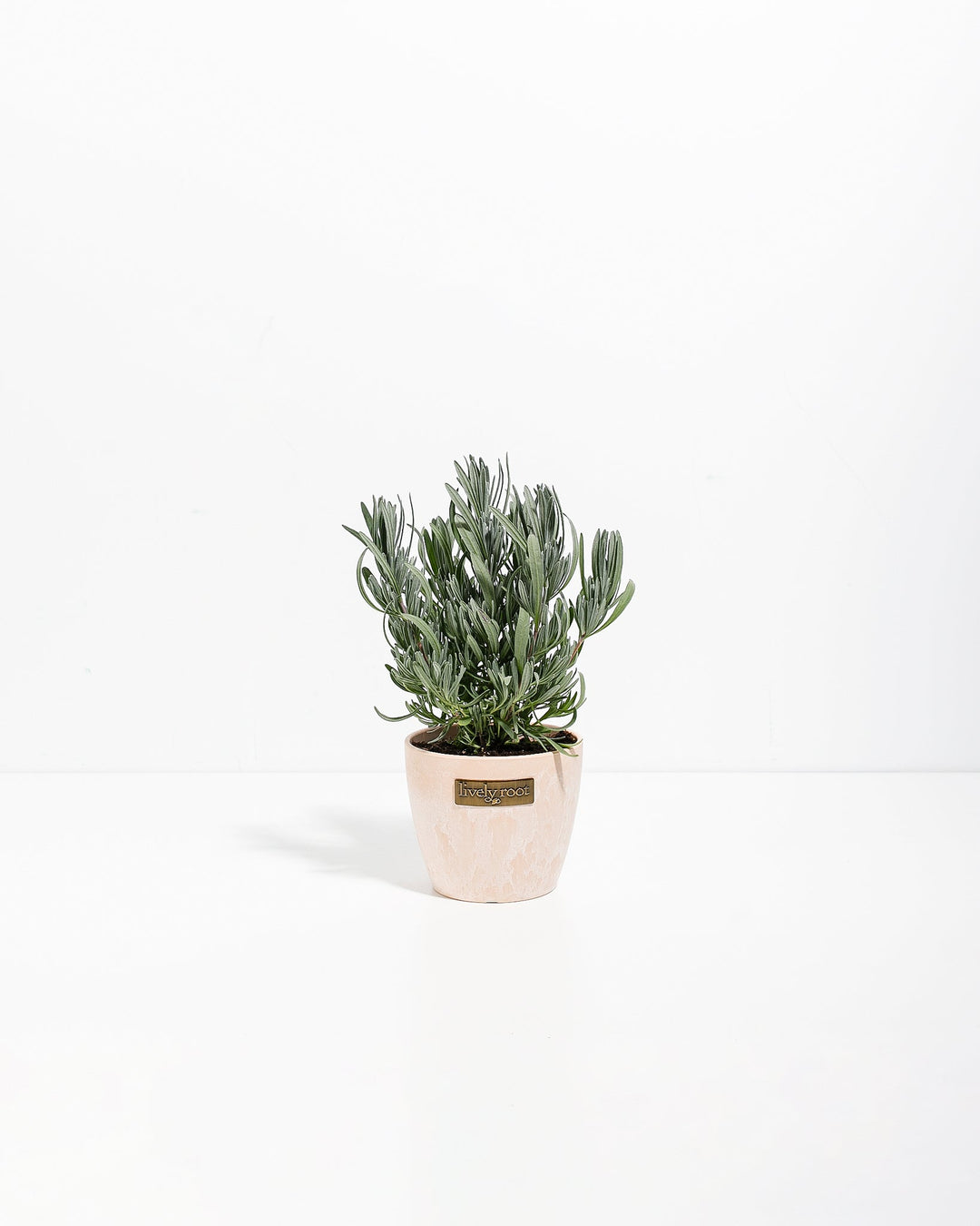 Provence French Lavender